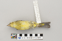 Piranga olivacea image