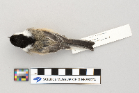 Parus atricapillus image