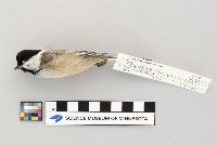 Parus atricapillus image