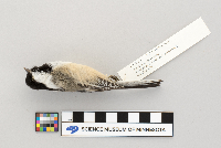 Parus atricapillus image