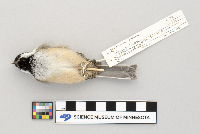 Parus atricapillus image