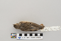 Pooecetes gramineus image