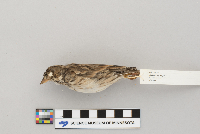 Pooecetes gramineus image