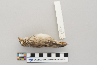 Pooecetes gramineus image