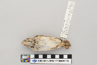 Pooecetes gramineus image