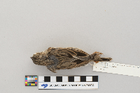 Pooecetes gramineus image