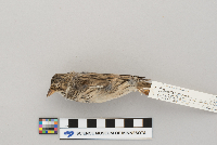 Pooecetes gramineus image