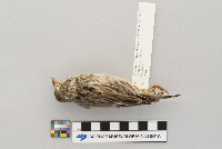 Pooecetes gramineus image