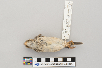 Pooecetes gramineus image