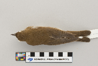 Catharus fuscescens image