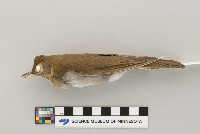 Catharus fuscescens image