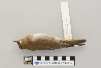 Catharus fuscescens image
