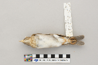 Catharus fuscescens image