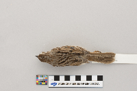 Melospiza melodia image