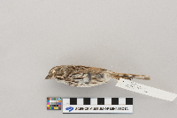 Melospiza melodia image