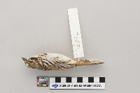 Melospiza melodia image