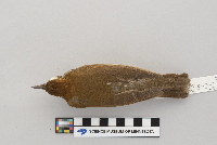 Hylocichla mustelina image
