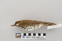 Hylocichla mustelina image