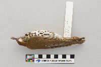 Hylocichla mustelina image