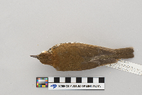 Hylocichla mustelina image