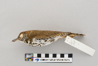 Hylocichla mustelina image