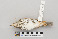 Hylocichla mustelina image