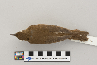 Catharus fuscescens image