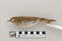 Catharus fuscescens image