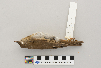 Catharus fuscescens image