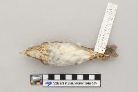 Catharus fuscescens image