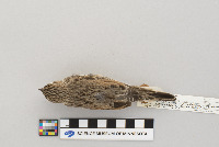 Pooecetes gramineus image