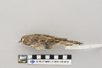 Pooecetes gramineus image