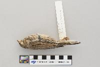 Pooecetes gramineus image