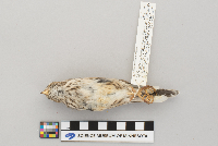 Pooecetes gramineus image