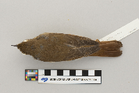 thumbnail image of current specimen