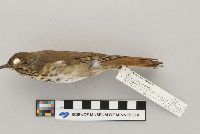 thumbnail image of current specimen