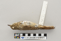 thumbnail image of current specimen