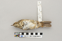 thumbnail image of current specimen