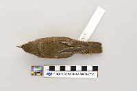thumbnail image of current specimen
