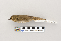 thumbnail image of current specimen
