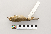 thumbnail image of current specimen