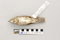 thumbnail image of current specimen
