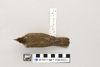 Catharus ustulatus image