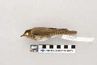 Catharus ustulatus image