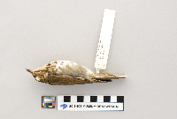 Catharus ustulatus image