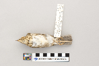 Catharus ustulatus image