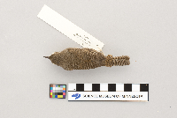 Troglodytes aedon image