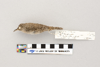 Troglodytes aedon image