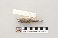 Troglodytes aedon image