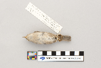 Troglodytes aedon image